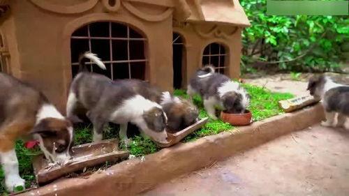 娱乐吃瓜酱寺庙里的小狗