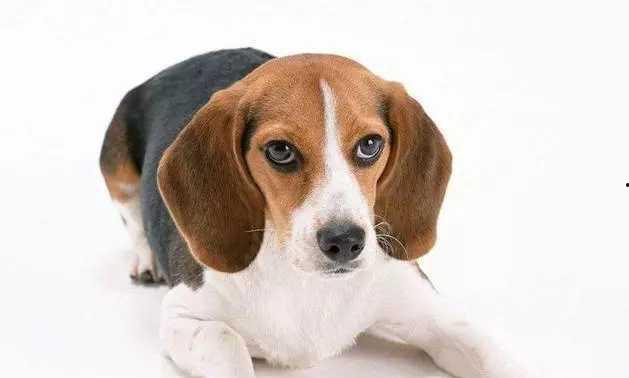 娱乐吃瓜酱寺庙里的小狗